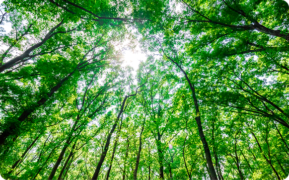 脱炭素（気候変動）